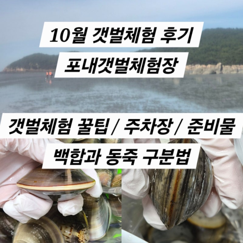 포내갯벌체험장 10월의 갯벌체험 / 서울근교 갯벌꿀팁 준비물 / 동죽 백합 구분법