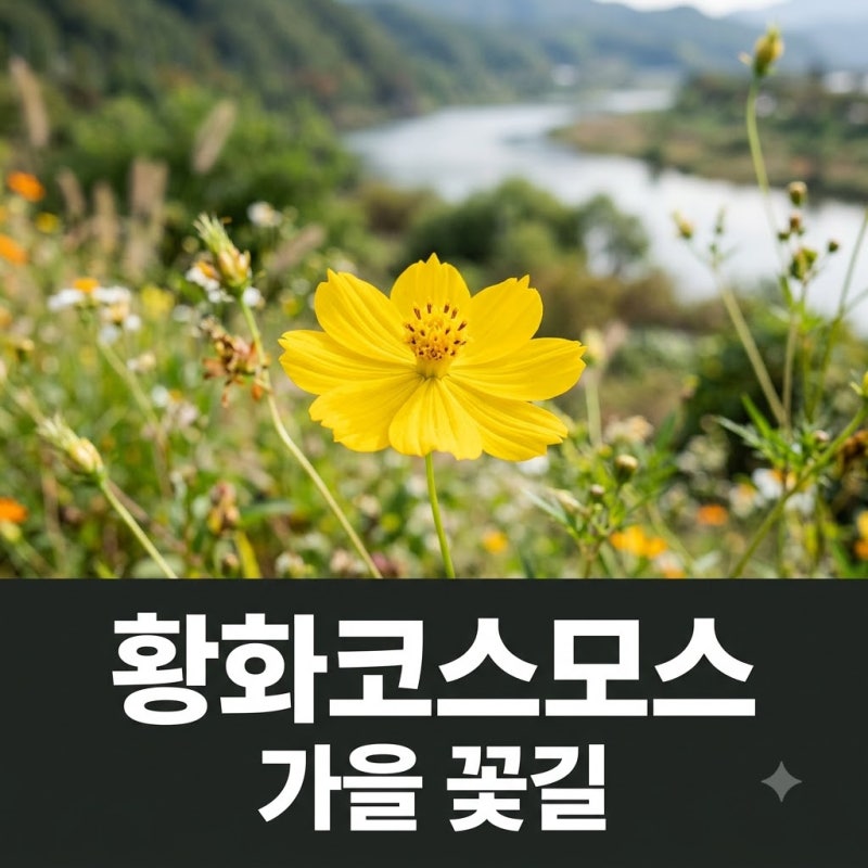 황화코스모스 개화 시기와 관람 포인트 총정리