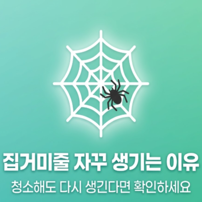 집거미줄 자꾸 생기는 이유｜청소해도 다시 생긴다면 확인하세요