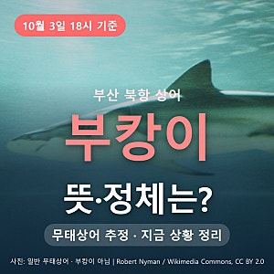 부캉이 뜻·정체는? 부산 북항 무태상어 '부캉이' 지금 상황 정리