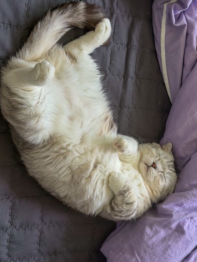 맨날 잠만 자는 우리 집 고양이, 하루에 몇 시간 잘까?