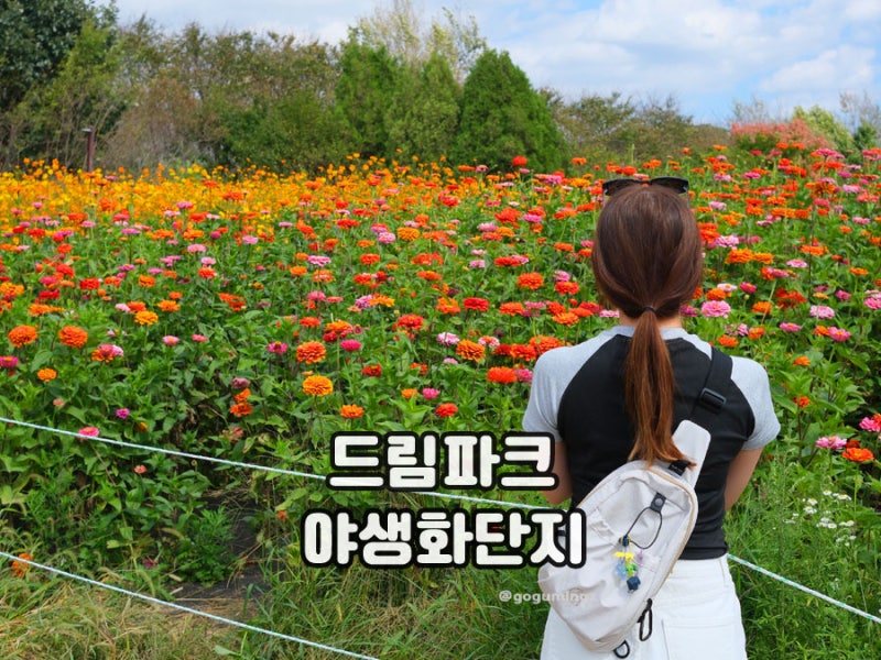 Dream Park Wildflower Complex Pink Muhly: Autumn Flower Viewing in Incheon - October Attractions