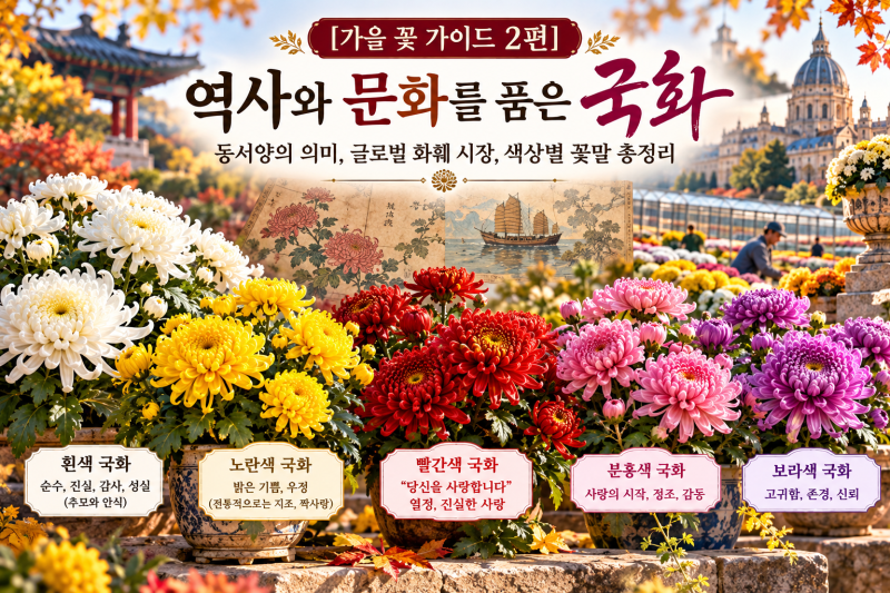 [가을 꽃 가이드 2편] 역사와 문화를 품은 국화: 동서양의 의미, 글로벌 화훼 시장, 색상별 꽃....