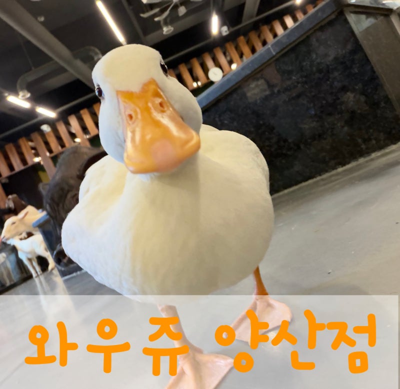 내일 대체공휴일인데 아이와 뭐하지? 양산 실내동물원 와우쥬