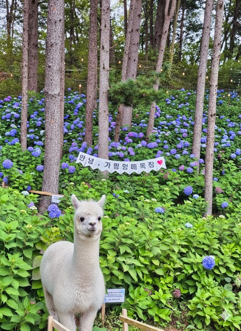 [가평 아이와 가볼만한곳] 가평 양떼목장 & 베이커리 카페 완벽 가이드! 알파카 먹이주기부터....