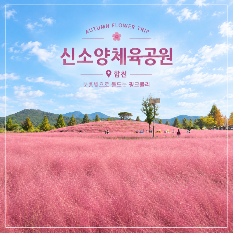 합천 신소양체육공원 핑크뮬리, 10월 개화상태와 포토스팟