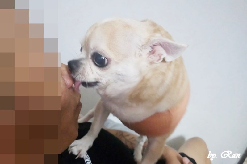 강아지가 핥는 이유 사람 발 입 왜 핥을까