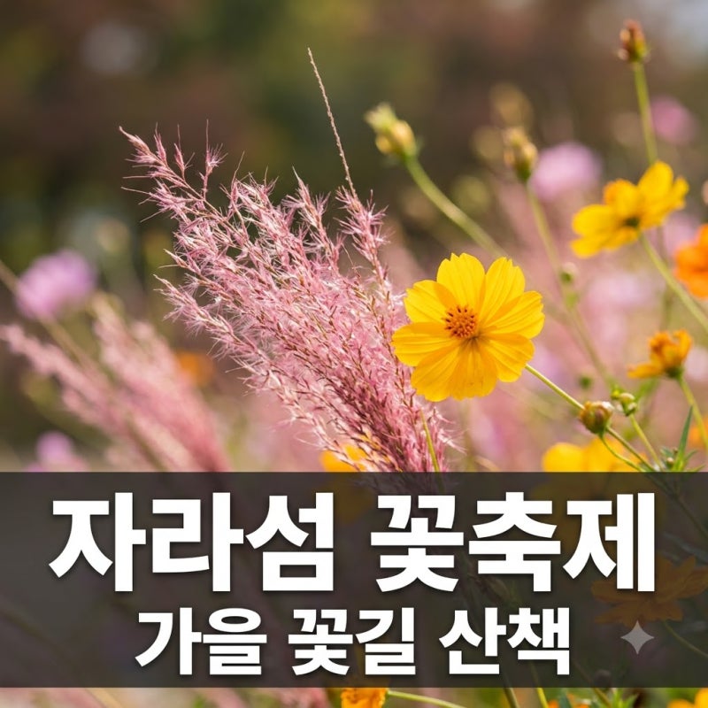 자라섬 꽃축제 2026 일정 주차 팁 추천 코스 완벽 정리