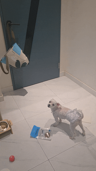 [Gangneung Pet-Friendly Pension] Recommended: Nine One Pension, Accommodating Large Dogs, Nearby Tourist Attractions, Individual BBQ, Gangneung Dog...