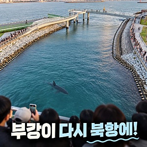 부캉이 수로 복귀 하루 만에 북항 돌아왔다