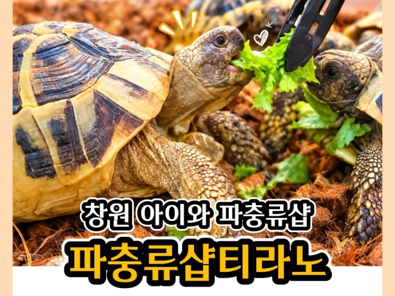 창원 이색카페 아이와 다녀온 파충류샵 티라노
