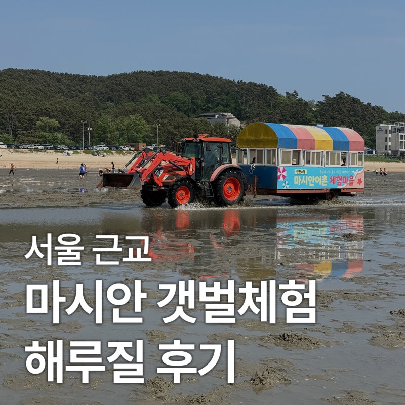 마시안 갯벌체험장 서울 근교 해루질 후기 가격, 체험 시간, 조개 종류 등