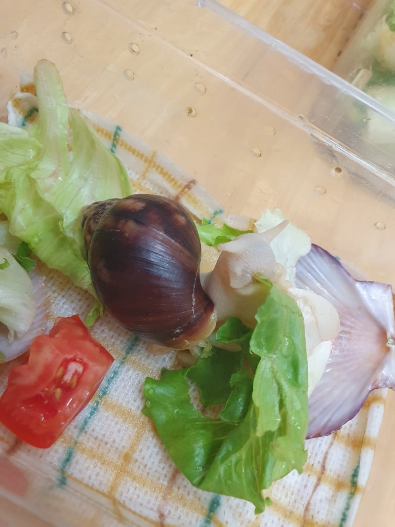 달팽이 키우기: 아프리카 왕달팽이 명주달팽이 먹이 칼슘 은신처 짝짓기 알 산란 부화 무정....