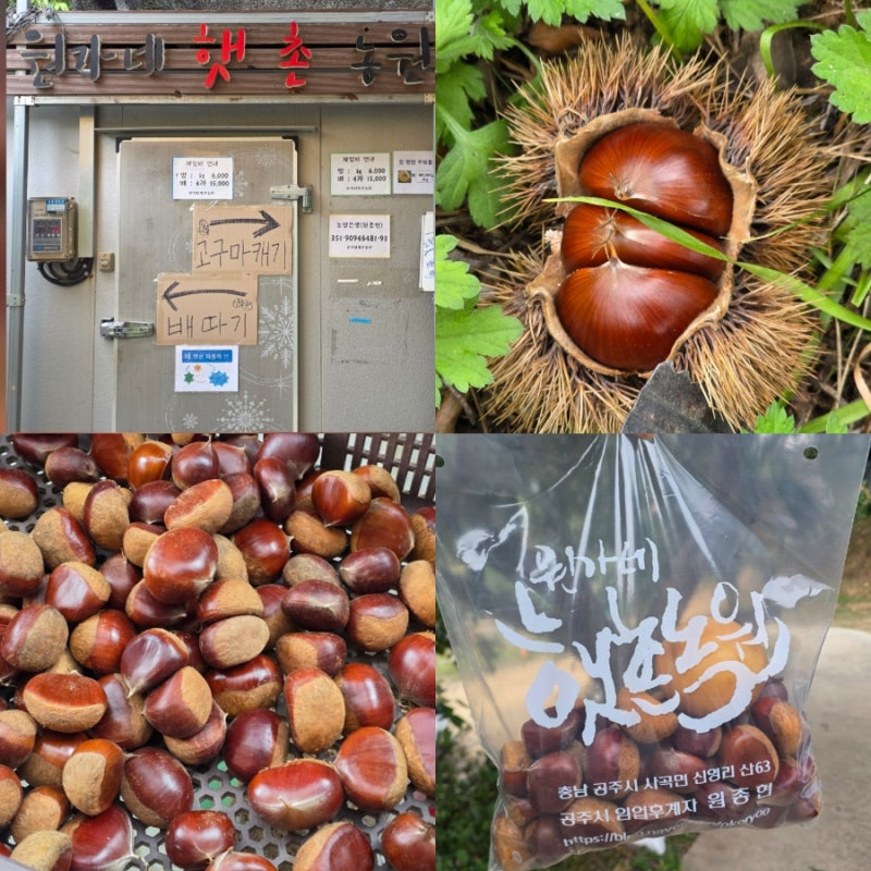 공주 밤 체험 농장 이색 농촌 체험 가격 준비물 10월 아이와 가볼만한곳