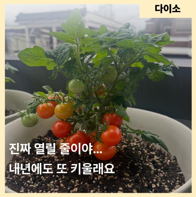 솔직히 기대 안 했는데… 다이소 방울토마토 끝까지 키워보니 이렇게 됐어요
