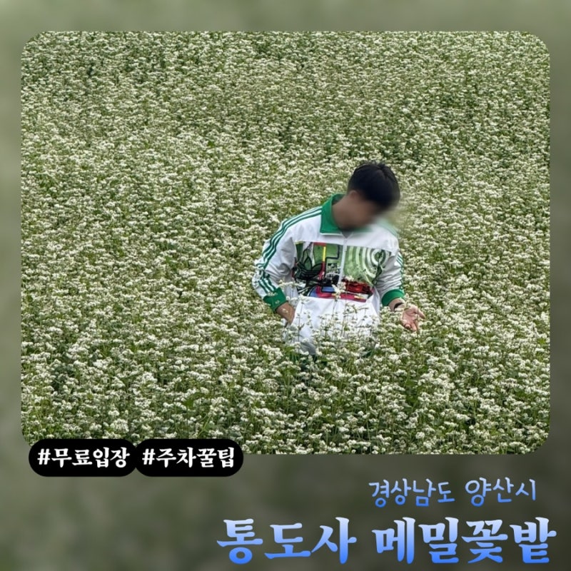 통도사 메밀꽃밭 가는법 및 주차 꿀팁(feat.무료입장 가능)|실시간 개화 현황