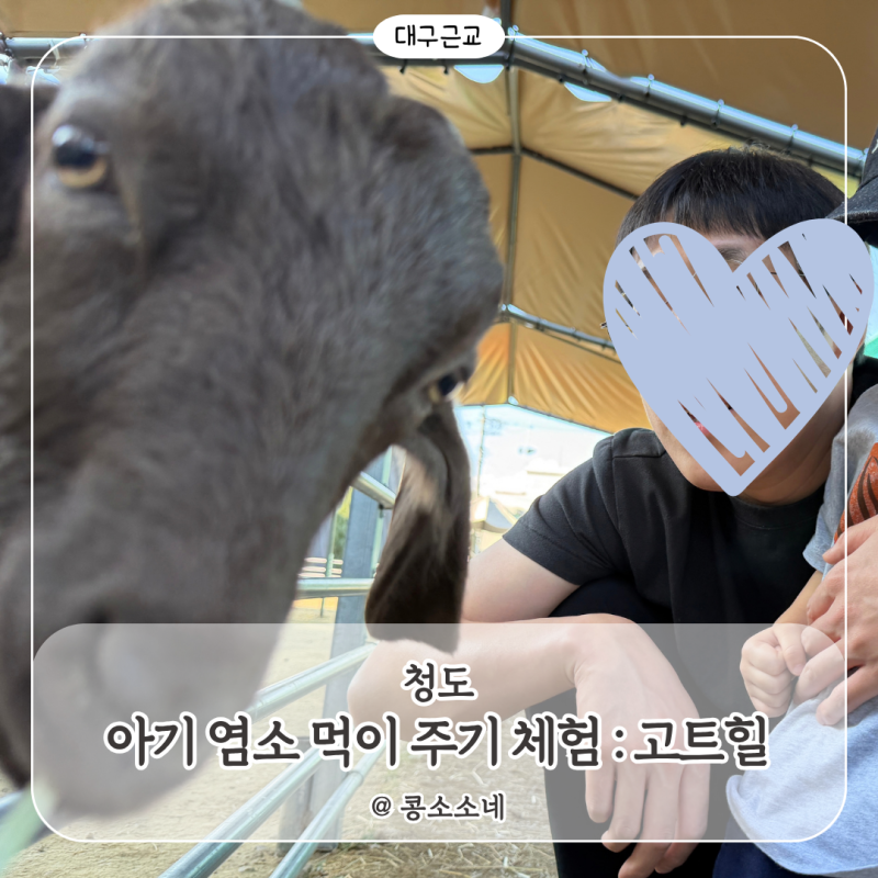 대구근교 아기랑 가볼만한곳｜청도 고트힐, 동물 먹이주기 체험 염소 먹이주기