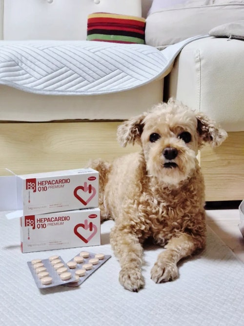 [케어사이드_모두 헤파카디오Q10] : 강아지·고양이 심장 건강을 위한 영양제 리뷰