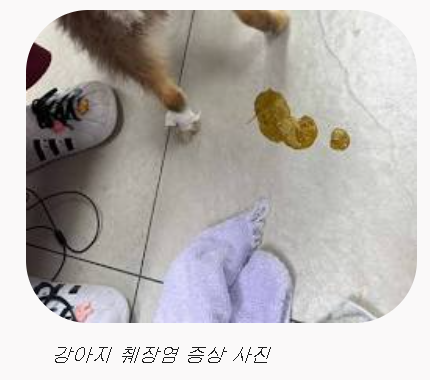 강아지 췌장염 증상, 치료방법, 치료비용, 그외 조언