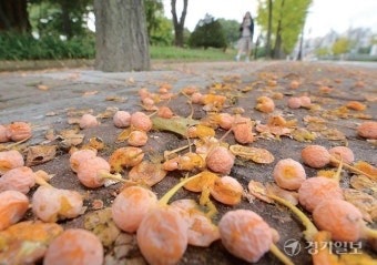 은행 밟은 신발 냄새 제거하는 방법