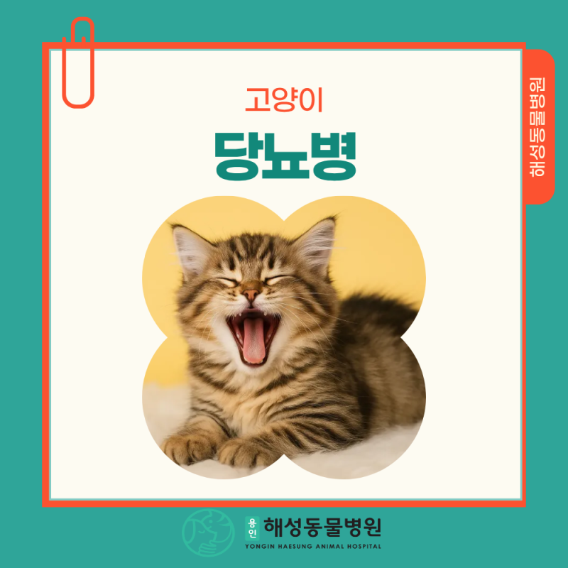 처인구동물병원, 고양이가 보내는 당뇨병 신호, 보호자는 이렇게 알아챌 수 있습니다