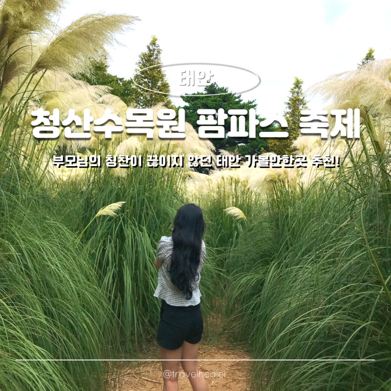 태안 가볼만한곳 청산수목원 팜파스 축제, 부모님 칭찬이 끊이지 않던 여행지