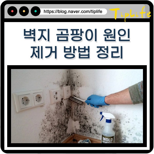 실크 벽지 곰팡이 제거 락스 다이소 제거제 등 얼룩 방지 방법 정리