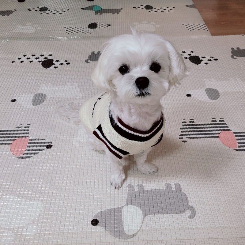 강아지 광견병 예방접종 시기는 언제일까? 1년에 한번 주사 꼭 맞아야 하는 진짜 이유