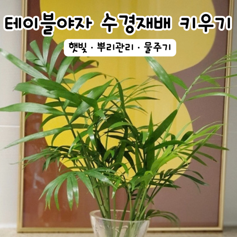 테이블야자 수경재배 키우기 물갈이 뿌리 관리 방법