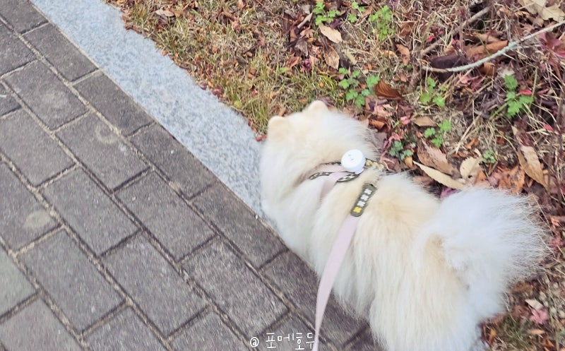강아지 가을 산책 진드기 폭증? 산책 후 꼭 확인하세요