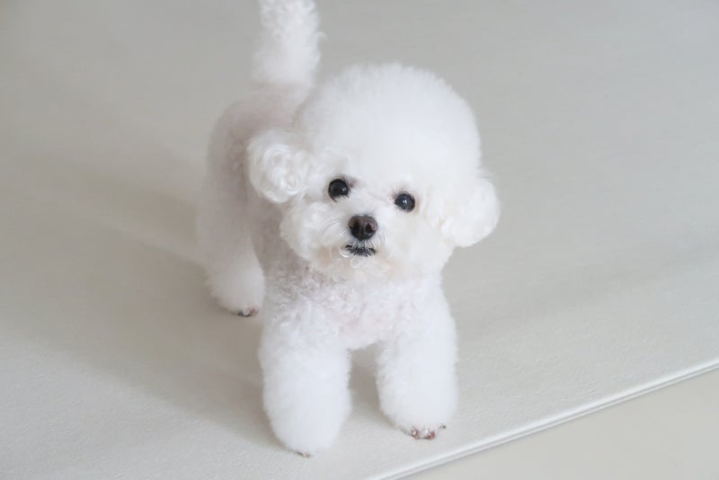 강아지 장폐색 원인, 이런 증상을 보이면 위험해요