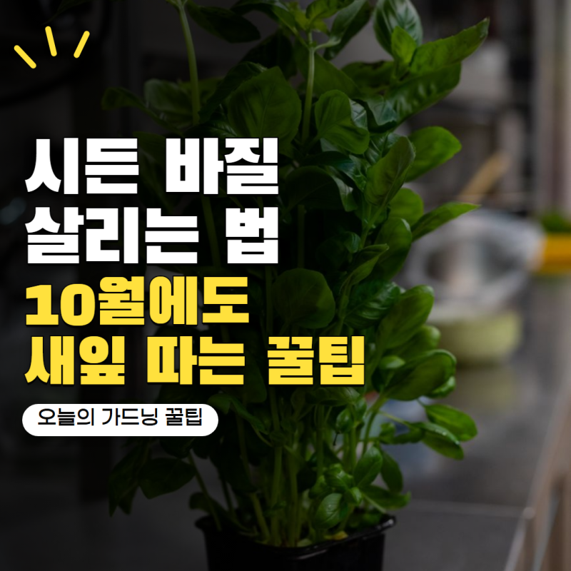 바질 아직 버리지 마세요! 10월에도 새잎 계속 따먹는 방법