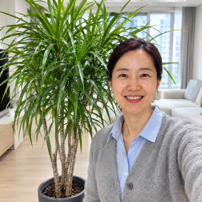 "13도가 마지노선이에요" 드라세나 자바 화분키우기 10월부터 물주기 바꾸고 가지치기 삽목은....