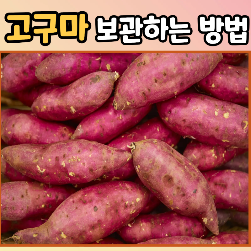고구마 상하지 않게 오래 보관하는 방법 생활 꿀팁