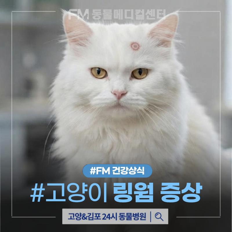 고양이 링웜 증상, 사람에게도 옮나요? 원인과 치료 방법