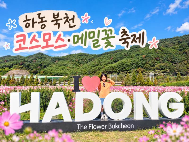 하동 북천 코스모스 메밀꽃 축제 | 경남 가을축제 아이와 다녀온 솔직후기