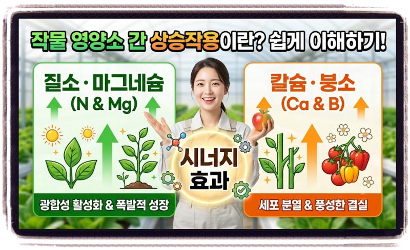 영양소 간 상승작용이란? 질소·마그네슘부터 칼슘·붕소까지 쉽게 이해하기