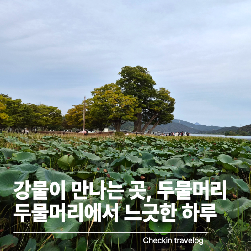 양평 두물머리 가을 나들이｜주차·연핫도그·애견동반 경기도 당일치기 여행