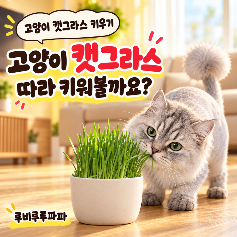 고양이 캣그라스 키우기, 따라서 한번 해보세요