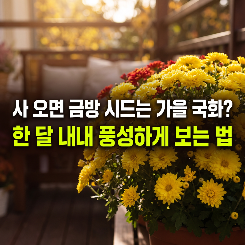 가을 국화 화분 오래 피우는 물주기 가지치기 관리법 & 꽃말 정리