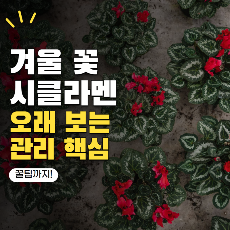 시클라멘 키우기 꽃봉오리가 올라왔다면? 겨울 내내 꽃 오래 보는 관리법
