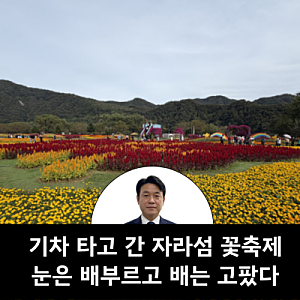 가평 자라섬 꽃 페스티벌 다녀왔어요｜기차 타고 간 가을 꽃놀이, 그런데 굶으면서 즐긴 하....