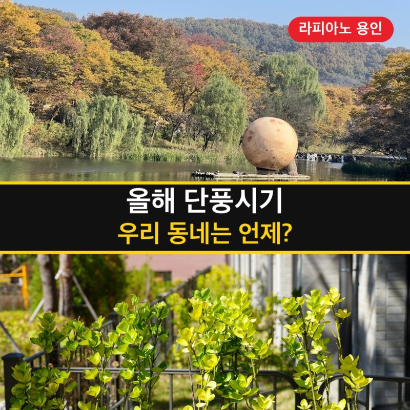 단풍시기 올해는 언제? 우리 동네 절정일, 용인·경기도 단풍명소 5곳 정리