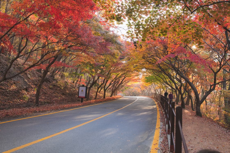 2026 가을 단풍 명소 5곳 완전 정복 / 완벽 가이드: 보은 말티재 · 담양 관방제림 · 경주 불국....