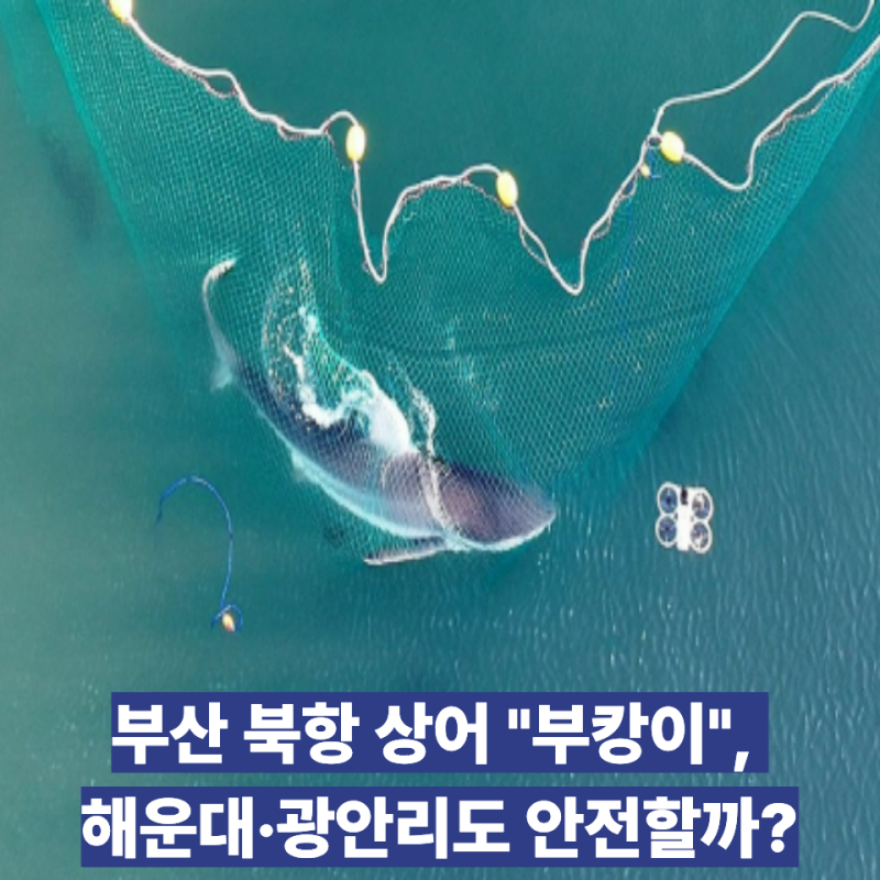 부산 북항 상어 "부캉이", 해운대·광안리도 안전할까? 관광객과 시민 안전.어민 생계에 대한 ....