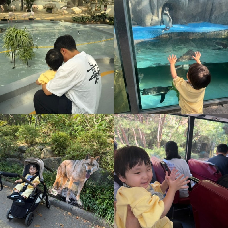 大田で赤ちゃんとお出かけできる場所、オーワールド遊園地・動物園・サファリの穴場、駐車場、レストラン、夜間開場情報