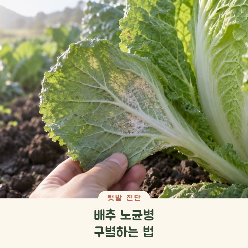 배추 노균병 증상, 칼슘 결핍·약해와 구별하는 방법