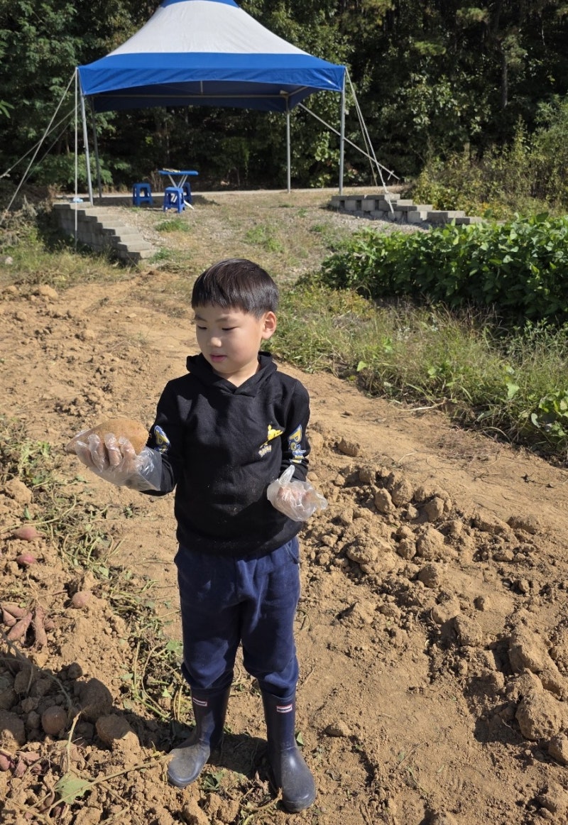 강화도에서 살아보기-고구마 캐기 체험/황산도항 낚시 (26.10.2~10.8)