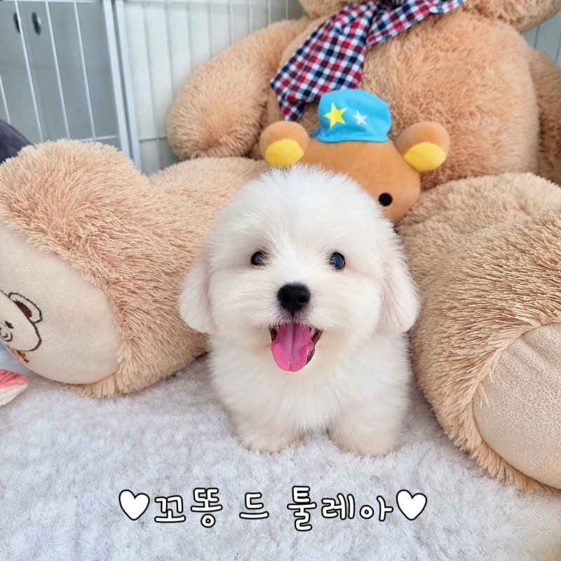 꼬똥분양 꼬똥드툴레아 분양가 성격 특징 모든 것