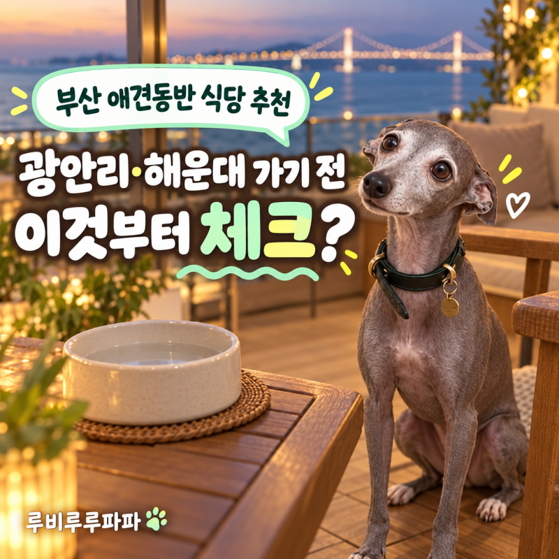 부산 애견동반 식당 추천, 광안리·해운대 가기 전 체크